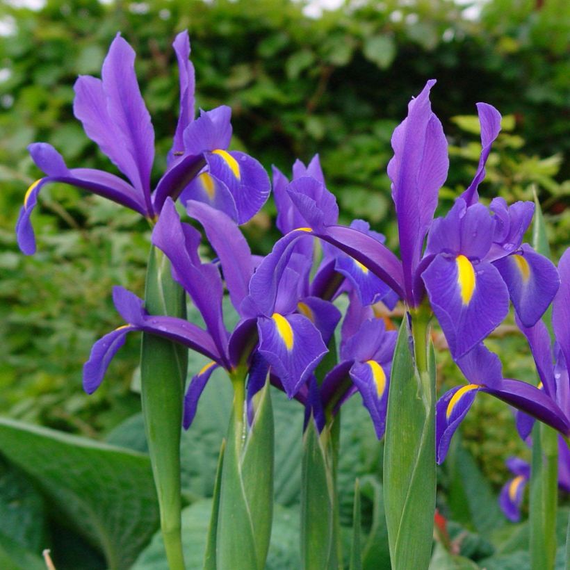 Iris de Hollande Blue Magic (Floraison)