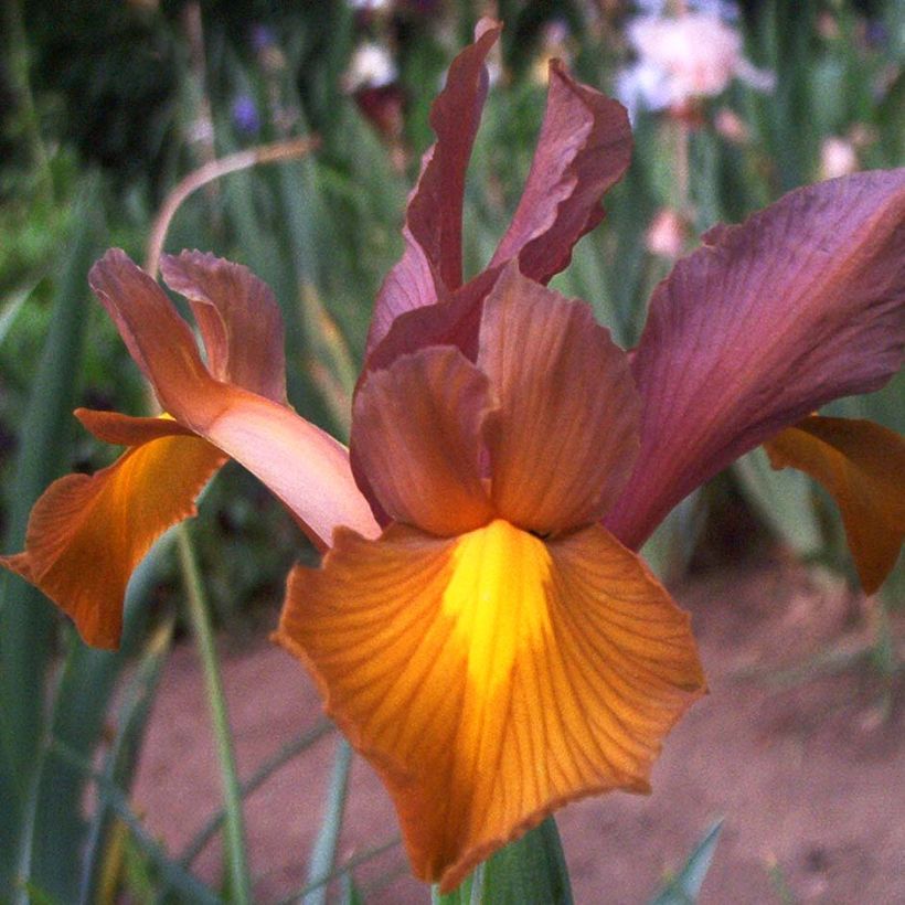 Iris de Hollande Bronze Queen (Floraison)
