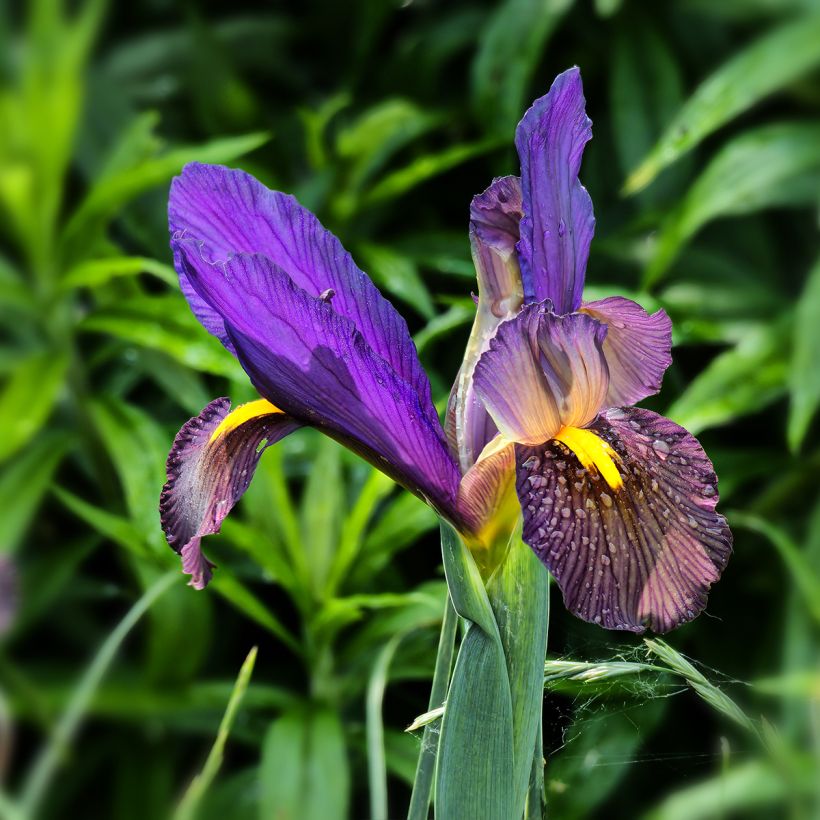 Iris de Hollande Eye of the Tiger (Floraison)