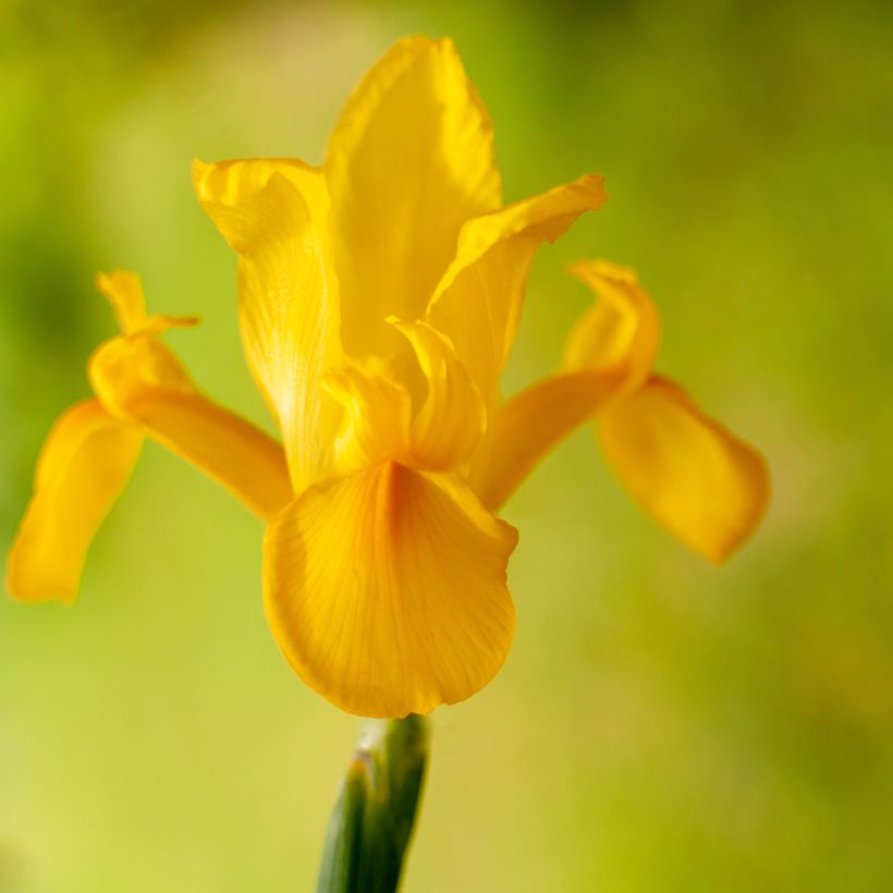 Iris de Hollande Golden Harvest - Iris hollandica (Floraison)
