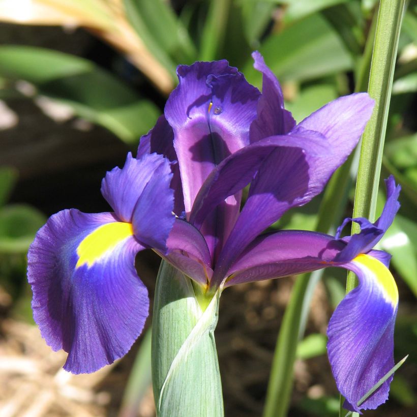Iris de Hollande Purple Sensation (Floraison)