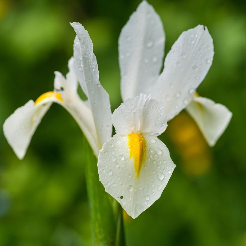 Iris de Hollande White Excelsior (Floraison)