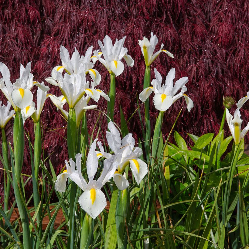 Iris de Hollande White Excelsior (Port)