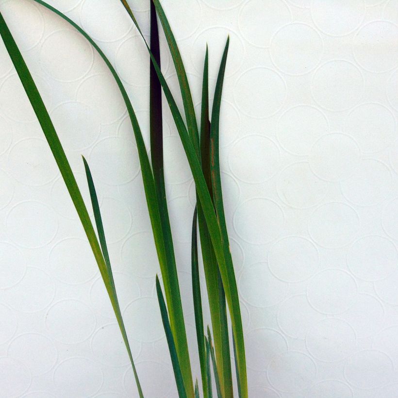 Iris de Sibérie - Iris sibirica Blue King (Feuillage)
