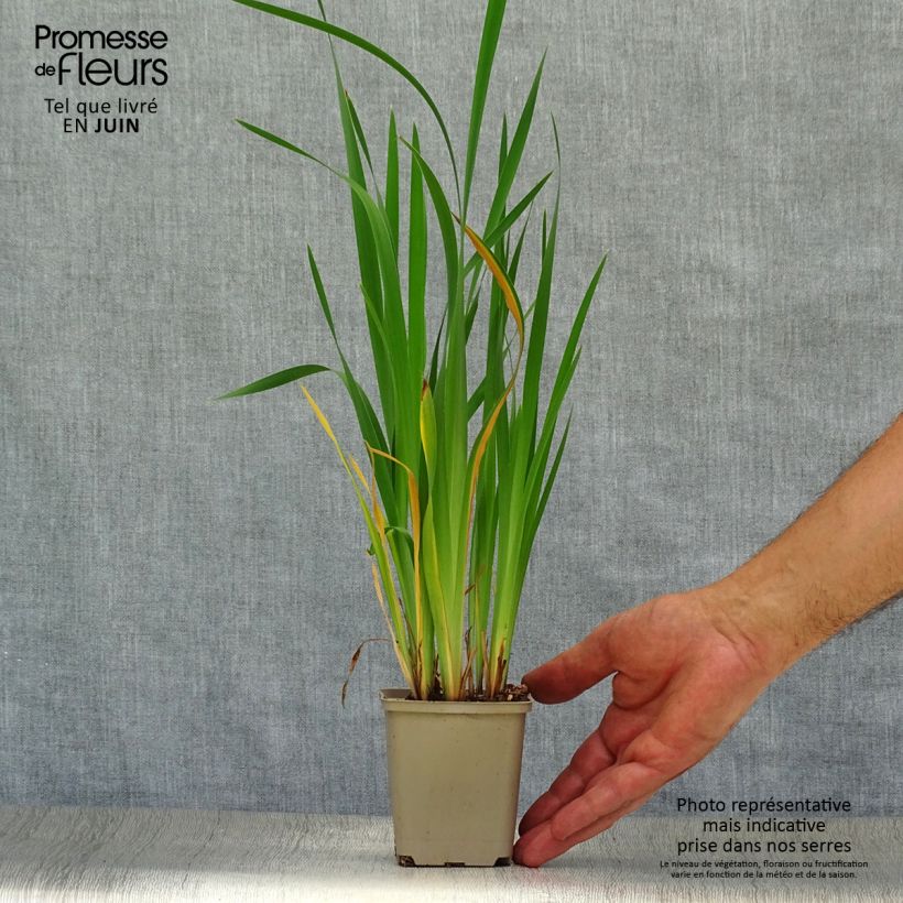 Spécimen de Iris de Sibérie - Iris sibirica Blue King Godet de 8/9 cm tel que livré en été