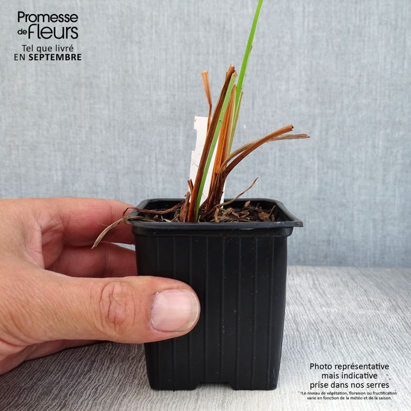 Spécimen de Iris de Sibérie - Iris sibirica Blue Moon Godet de 8/9 cm tel que livré en automne