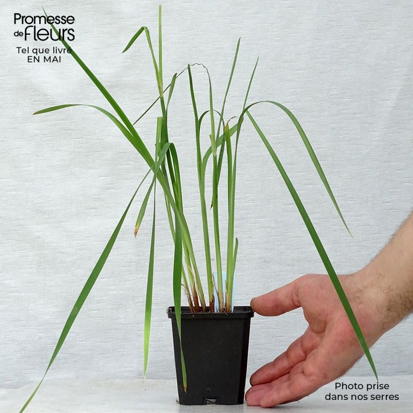 Spécimen de Iris de Sibérie - Iris sibirica Caesar's Brother Godet de 9cm tel que livré au printemps