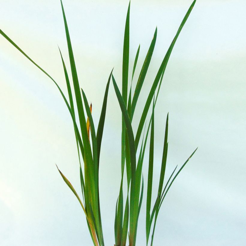 Iris de Sibérie - Iris sibirica Double Standard (Feuillage)
