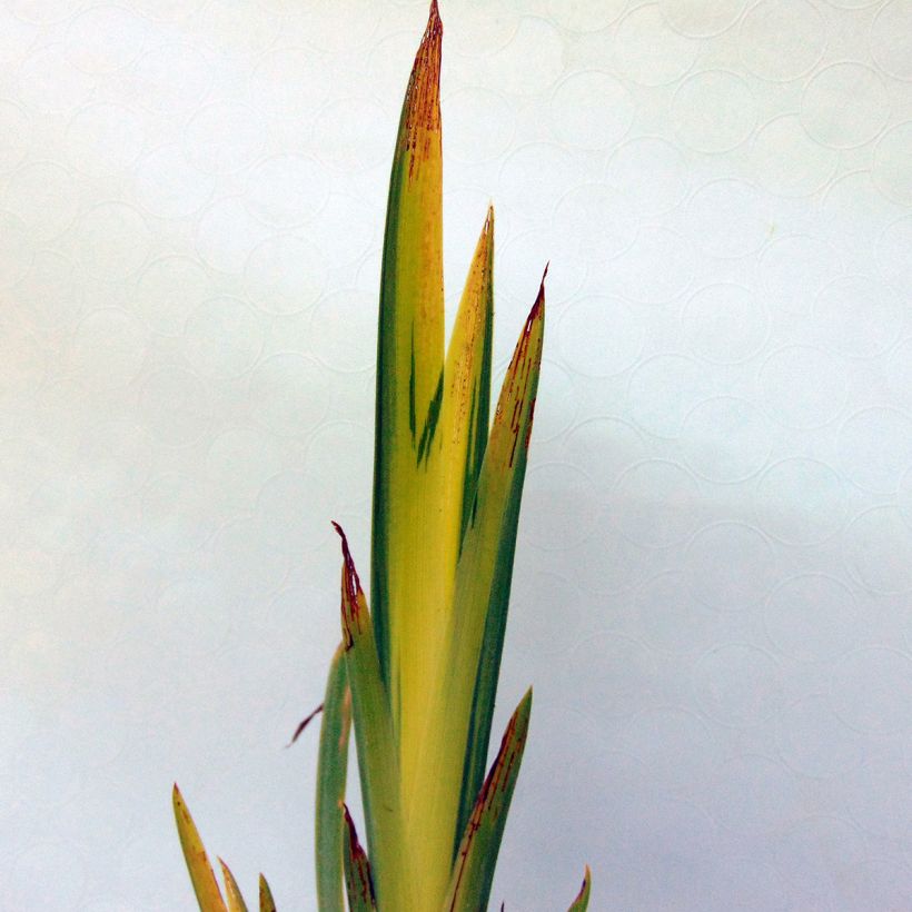 Iris des marais - Iris pseudacorus Variegata (Feuillage)