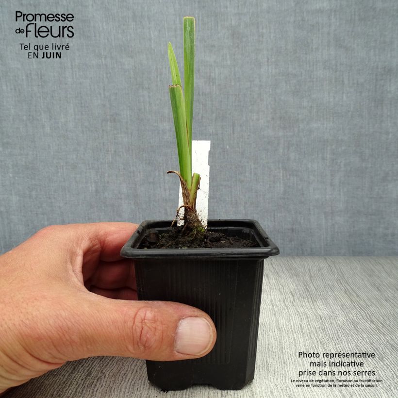 Spécimen de Iris des marais - Iris pseudacorus Variegata Godet de 8/9 cm tel que livré en été