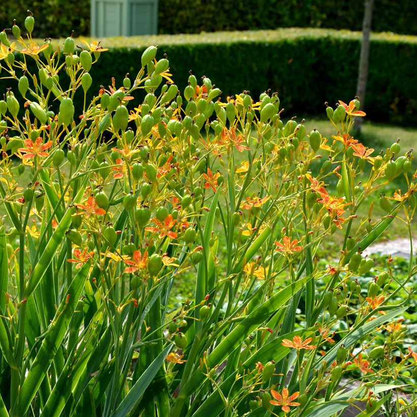 Iris domestica - Belamcanda chinensis - Iris tigré  (Port)