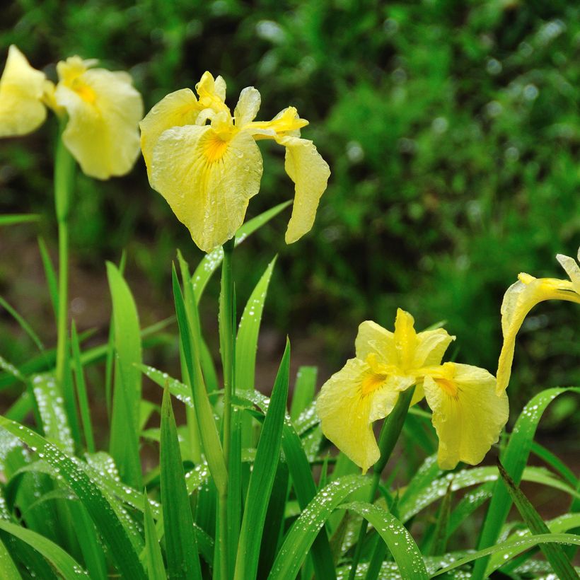 Iris du Japon - Iris ensata Aichi-no-Kagayaki (Port)