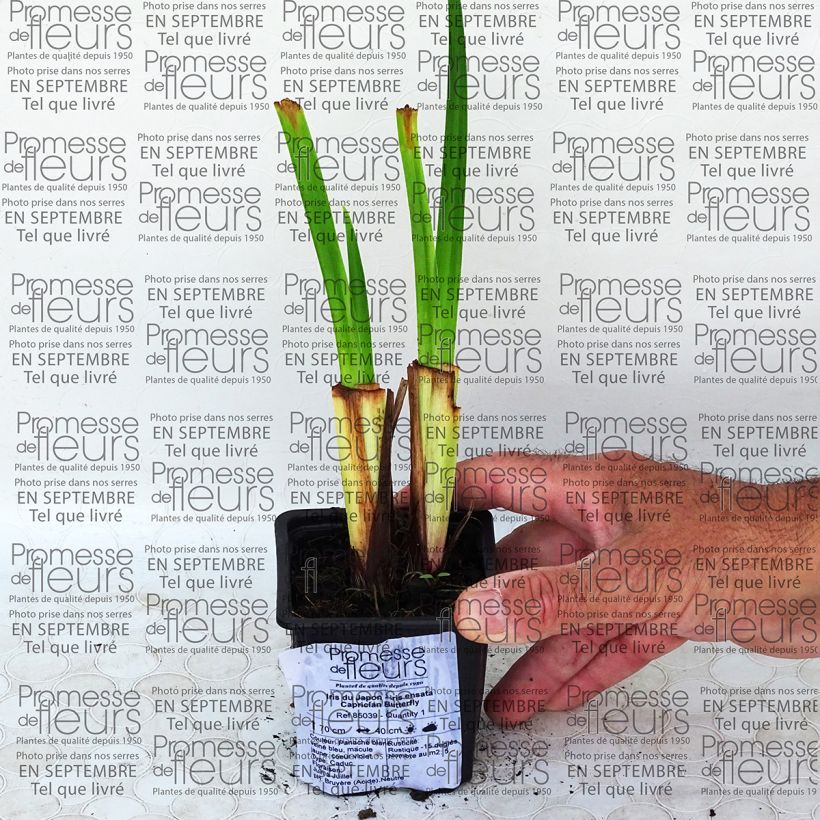 Exemple de spécimen de Iris du Japon - Iris ensata Caprician Butterfly Godet de 8/9 cm tel que livré