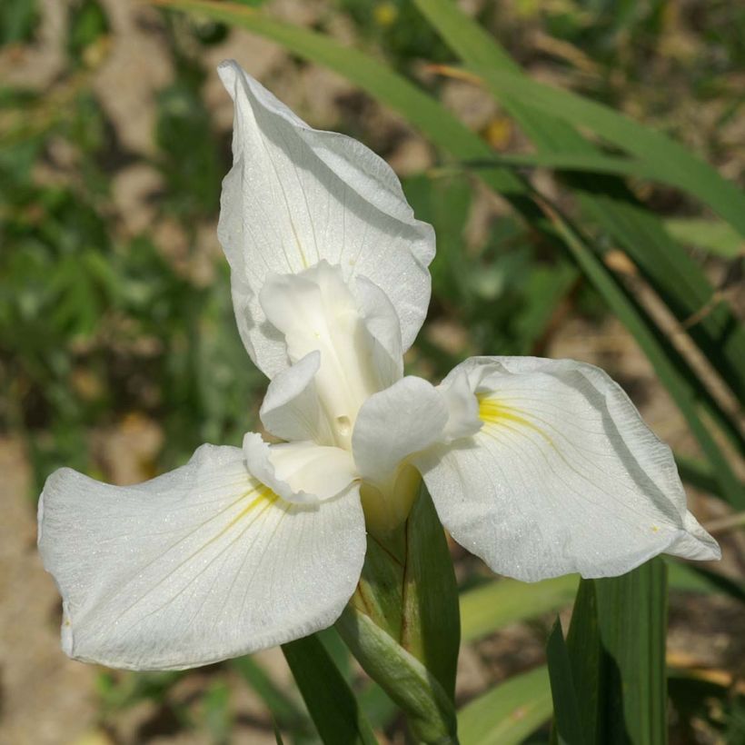 Iris du Japon - Iris ensata Comtesse de Paris (Floraison)
