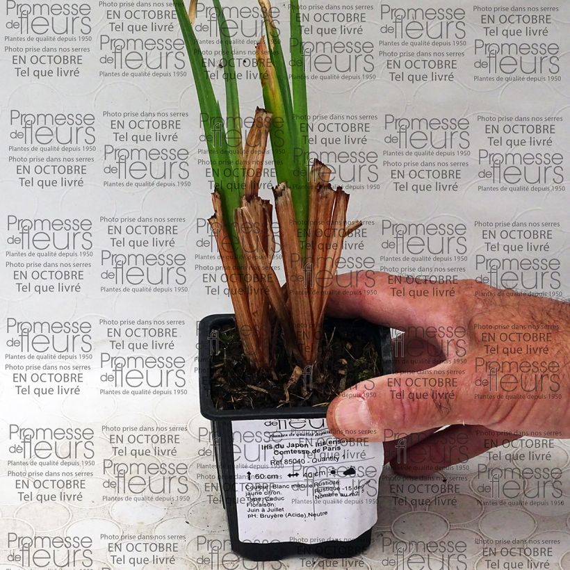 Exemple de spécimen de Iris du Japon - Iris ensata Comtesse de Paris Godet de 8/9 cm tel que livré