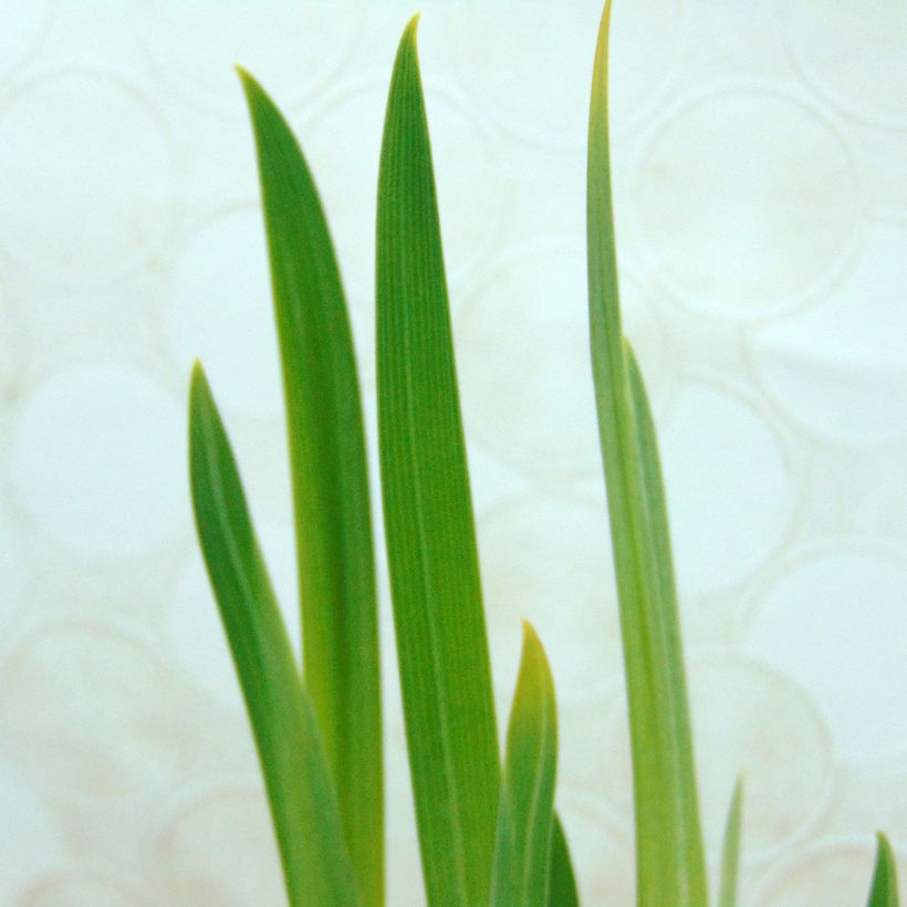 Iris du Japon - Iris ensata Dainagon (Feuillage)