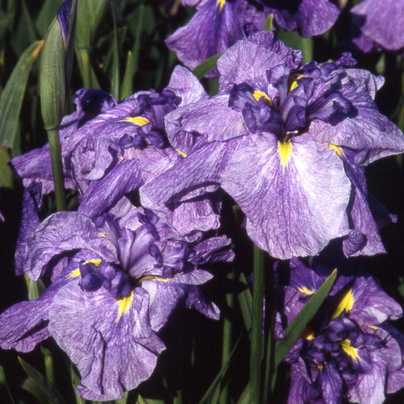 Iris du Japon - Iris ensata Dainagon (Floraison)