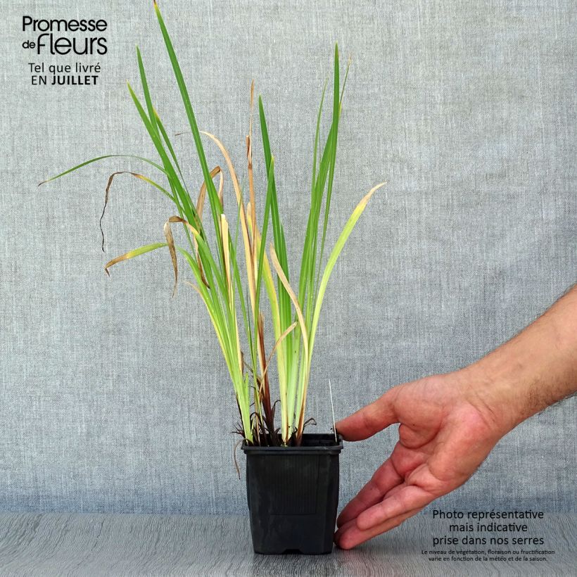 Spécimen de Iris du Japon - Iris ensata Dainagon Godet de 8/9 cm tel que livré en été