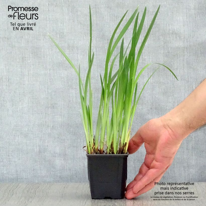 Spécimen de Iris du Japon - Iris ensata Dainagon Godet de 8 cm tel que livré au printemps