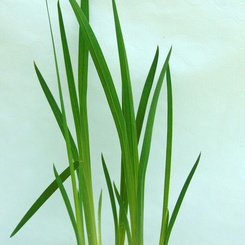 Iris du Japon - Iris ensata Darling (Feuillage)