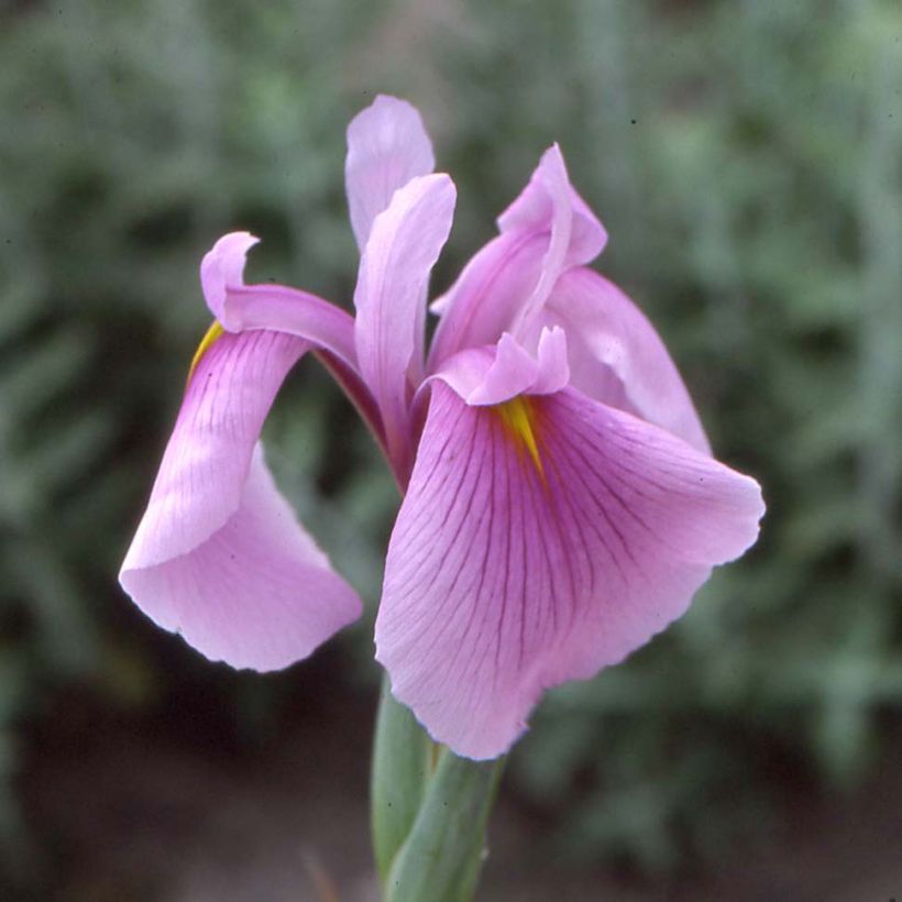Iris du Japon - Iris ensata Darling (Floraison)