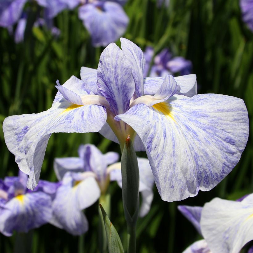 Iris du Japon - Iris ensata Eden's Paintbrush (Floraison)