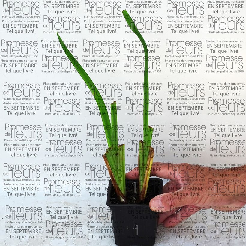 Exemple de spécimen de Iris du Japon - Iris ensata Geisha-Hiskiki Godet de 8/9 cm tel que livré