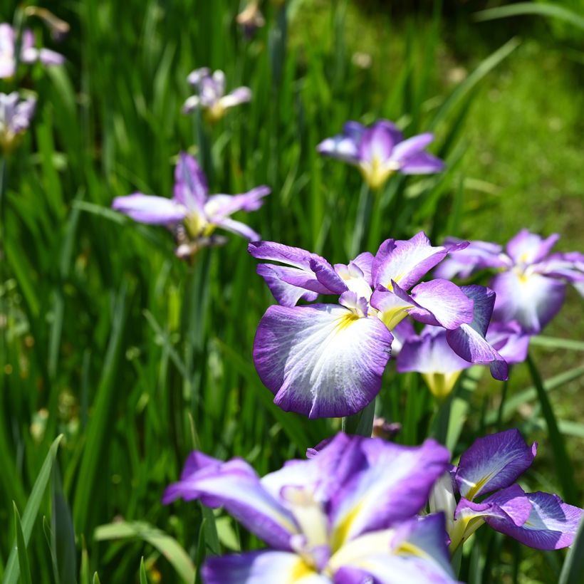 Iris du Japon - Iris ensata Gracieuse (Port)