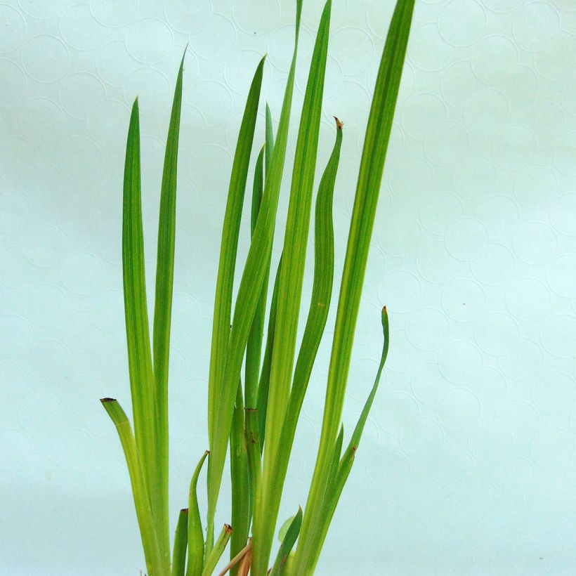 Iris du Japon - Iris ensata Iedo Mishiski (Feuillage)