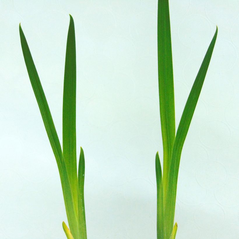 Iris du Japon - Iris ensata Météor (Feuillage)