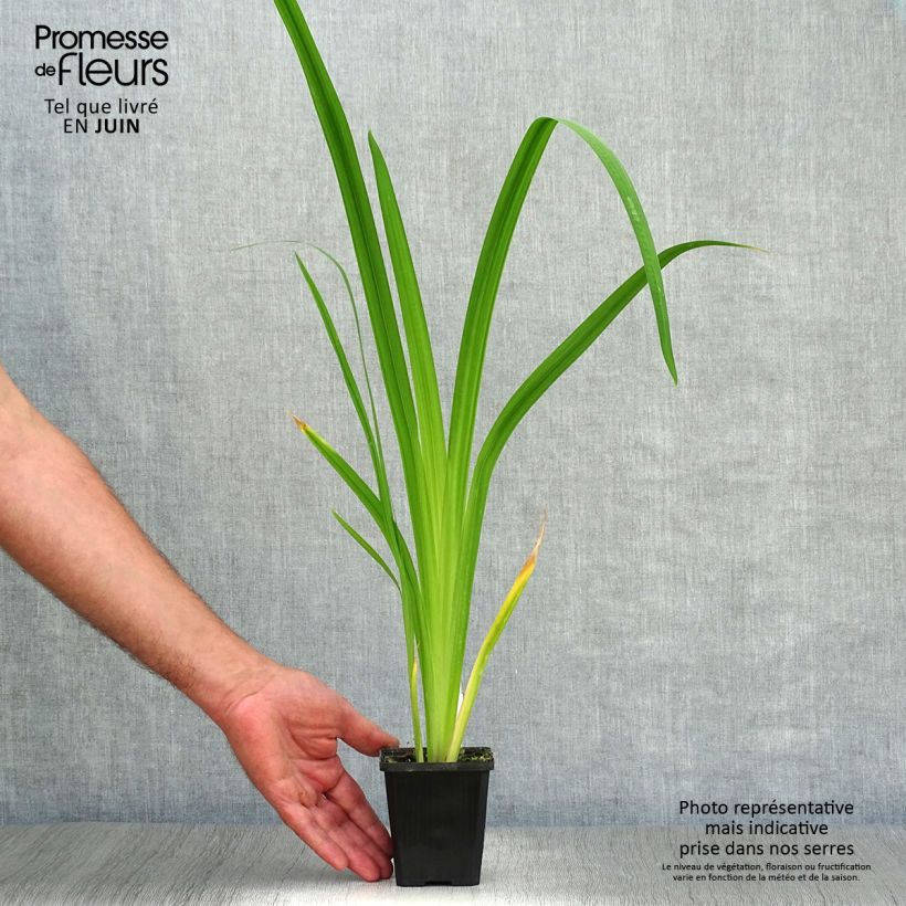 Spécimen de Iris du Japon - Iris ensata Météor Godet de 8/9 cm tel que livré en été