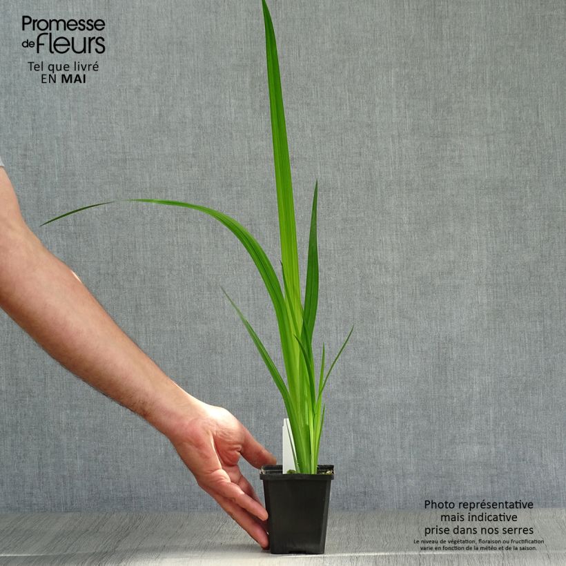Spécimen de Iris du Japon - Iris ensata Météor Godet de 8 cm tel que livré au printemps