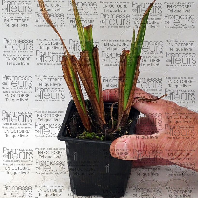 Exemple de spécimen de Iris du Japon - Iris ensata Mme Bigot tel que livré