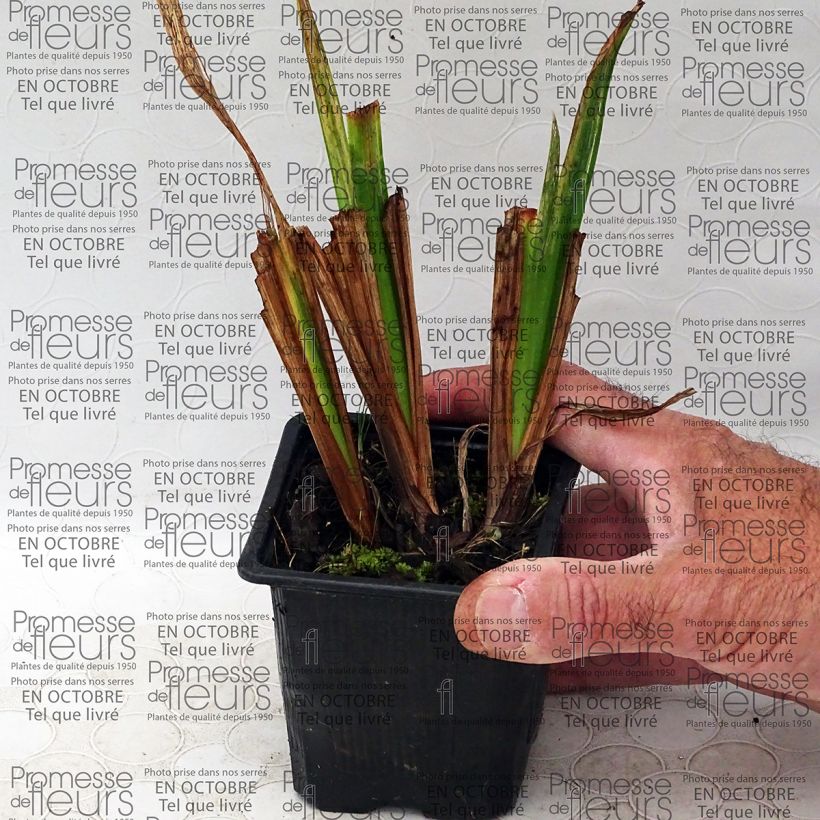 Exemple de spécimen de Iris du Japon - Iris ensata Mme Bigot Godet de 8/9 cm tel que livré
