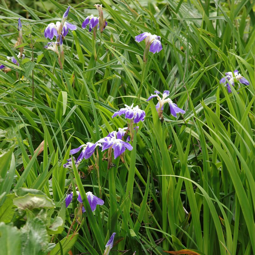 Iris du Japon - Iris ensata Montrosa (Port)