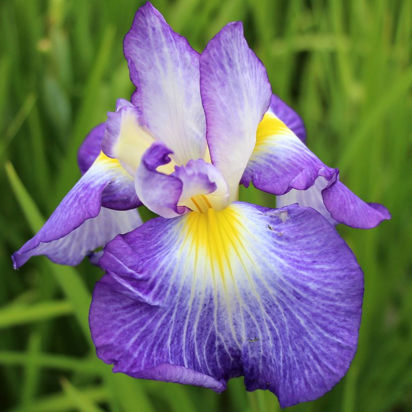 Iris du Japon - Iris ensata Ocean Mist (Floraison)