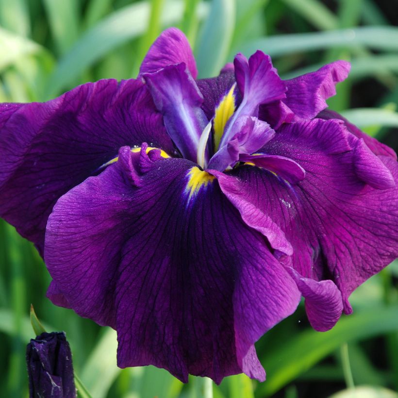 Iris du Japon - Iris ensata Royal Banner (Floraison)
