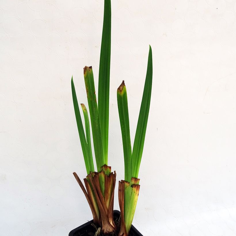Iris du Japon - Iris ensata Sensation (Feuillage)