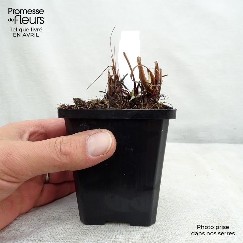 Spécimen de Iris du Japon - Iris ensata Variegata Godet de 8/9 cm tel que livré au printemps