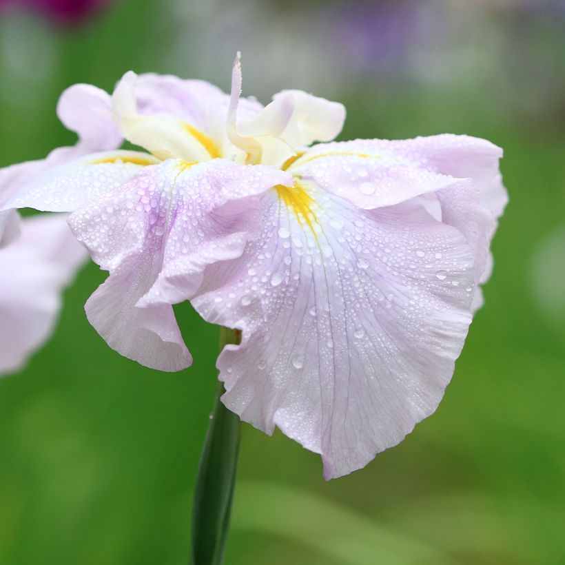 Iris du Japon - Iris ensata World s Delight (Floraison)