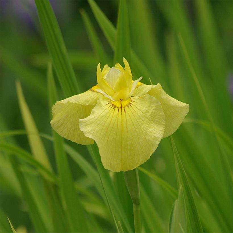 Iris du Japon - Iris ensata Aichi-no-Kagayaki (Floraison)