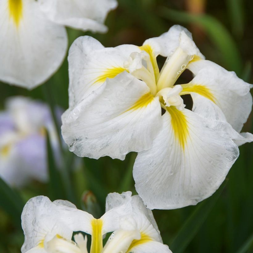 Iris du Japon - Iris ensata Diamant (Floraison)