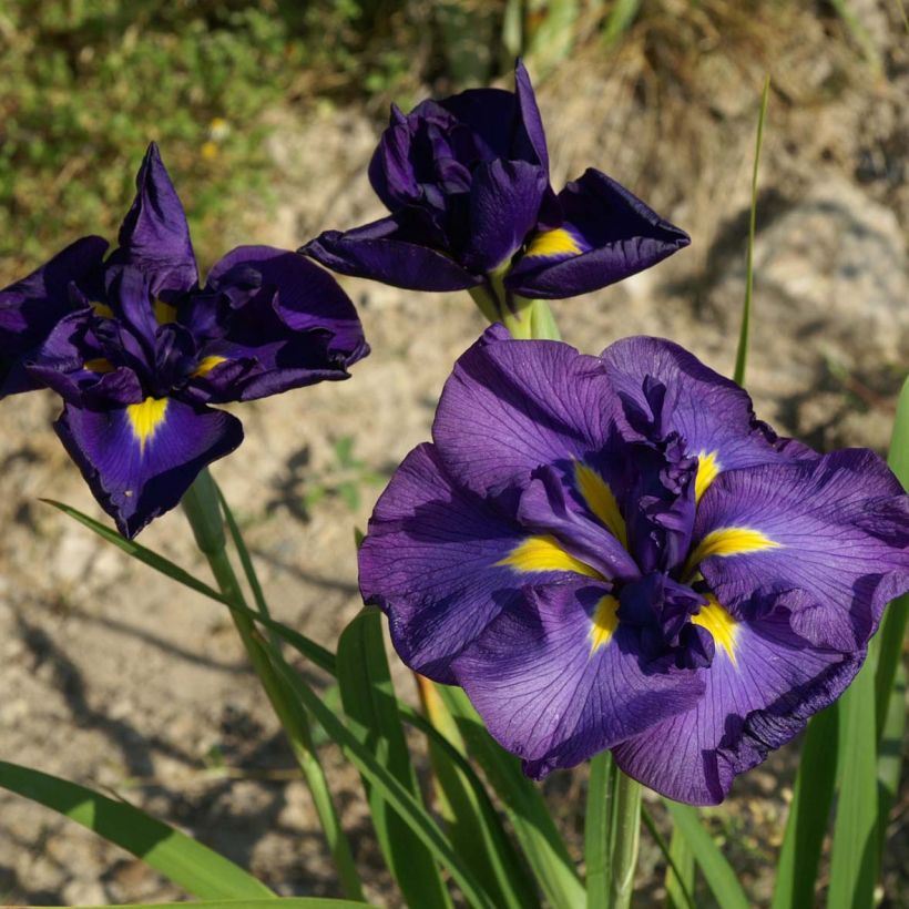 Iris du Japon - Iris ensata Geisha-Hiskiki (Floraison)