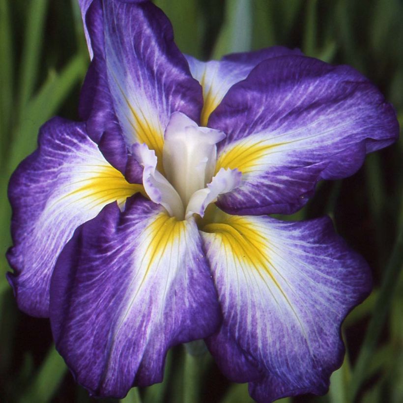 Iris du Japon - Iris ensata Illumination (Floraison)