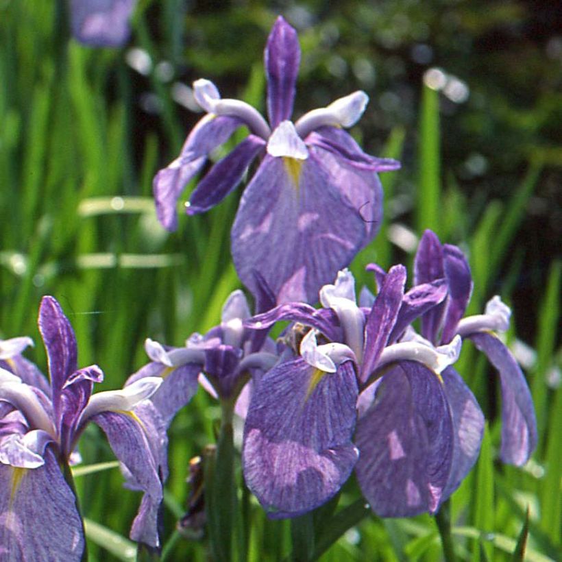 Iris du Japon - Iris ensata Météor (Floraison)