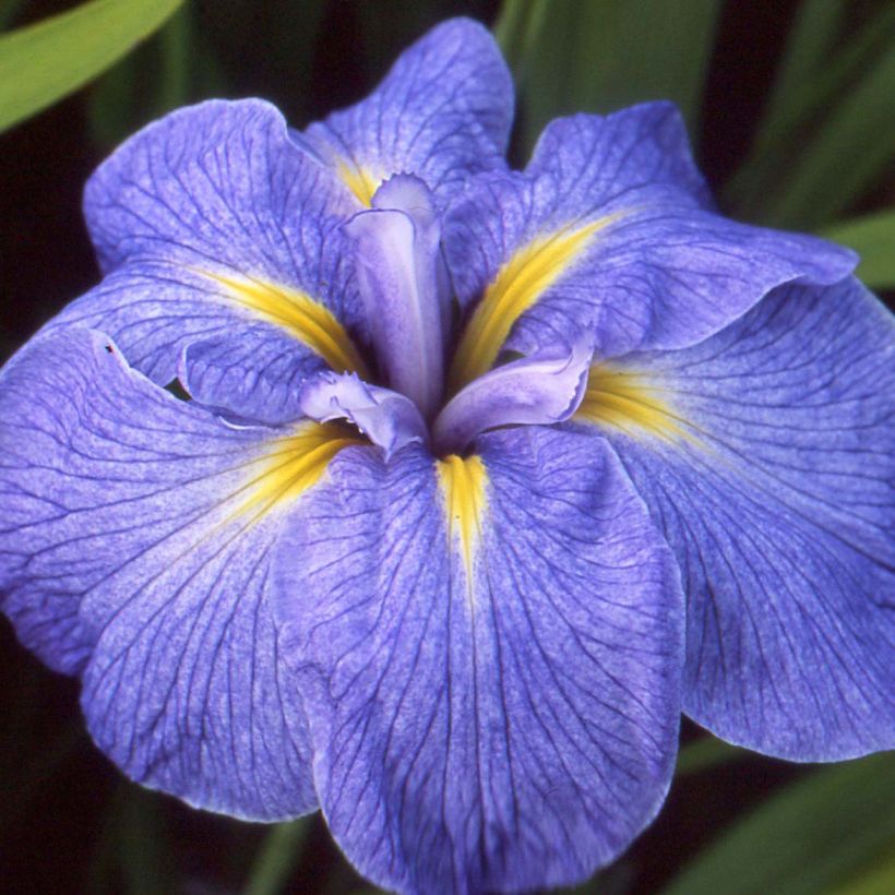 Iris du Japon - Iris ensata Mme Bigot (Floraison)