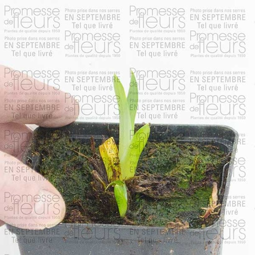 Exemple de spécimen de Iris du Japon - Iris ensata Sensation Godet de 8 cm tel que livré