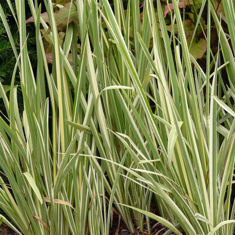 Iris du Japon - Iris ensata Variegata (Feuillage)