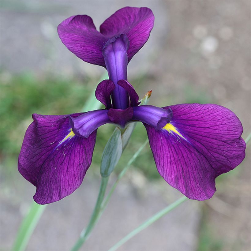 Iris du Japon - Iris ensata Variegata (Floraison)