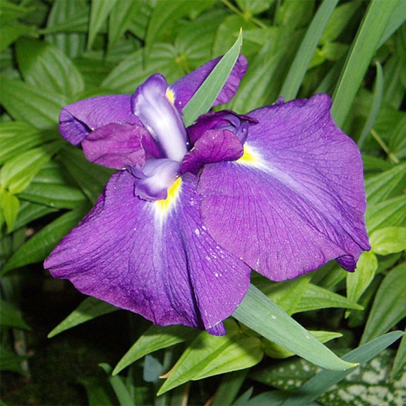Iris du Japon - Iris ensata Velvety Queen (Floraison)